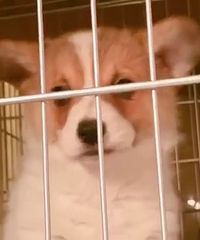 ��Ʒ�»����� ����2500