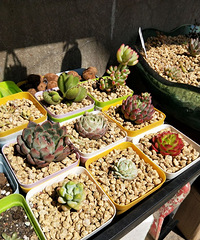 ����������������ɹ�ҵ�����