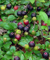 ���ͼƬ�ϵĶ�������ʶ�����ʶ��