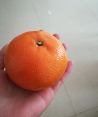 孕吐的厉害