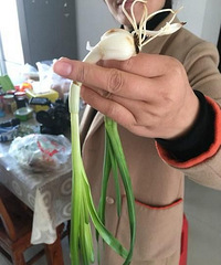 "【水仙大蒜傻傻分不清,母女俩误食水仙中毒.】"