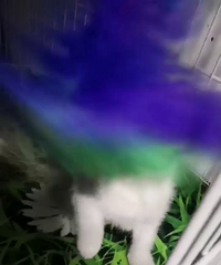 有偿领养