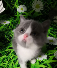有偿领养