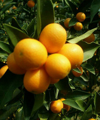 Ժ�Ž���ת��