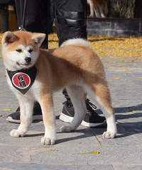 杭州乔司富秋社犬舍,专业培育秋田柴犬,喜欢进来看最新狗狗