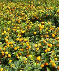 Ժ�Ž���ת��