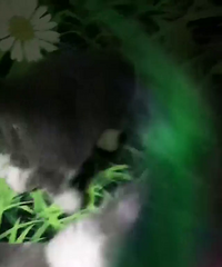 喵星人求包养
