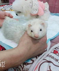 ���۰���³ѩ������è����֦��