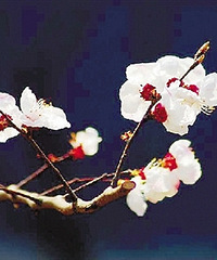 "杏花、樱花、桃花、梨花、李花……傻傻分不清楚"