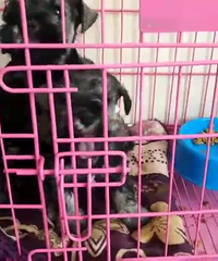 ����ѩ����