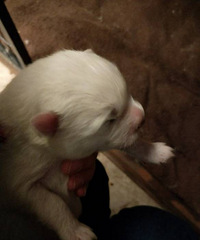 ��Ѫͳ��ĦҮ���̳���