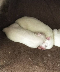 ��Ѫͳ��ĦҮ���̳���