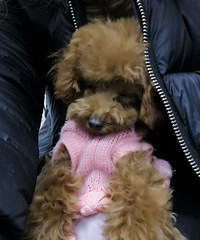 ���������Ϲ�