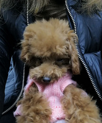 ���������Ϲ�