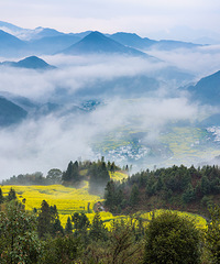 江岭油菜花