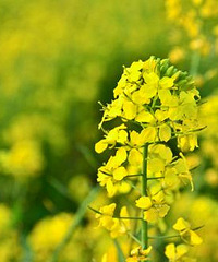 "好想去建德胥岭看油菜花!!"