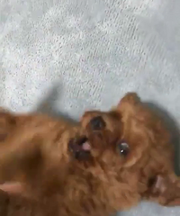 ��̩�Ϻ�����һ��һĸ ��̩��һ��һĸ��