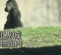 成精了!大猩猩像人一样直立行走