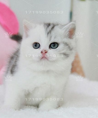 ���ؼ������߼Ӱ�������Ӱ���˾è ������