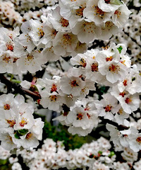 ����毽�Ļ���