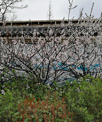 ����毽�Ļ���