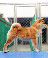 秋田柴犬,喜欢进来看最新狗狗
