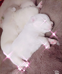 ��ĦҮ����������