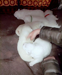 ��ĦҮ����������