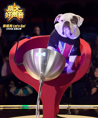 福利|萌宠合家欢《萌犬好声音》,为亲子家庭量身打造的暖心电影