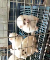 ������������������950һ��