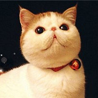 养一只看不见的猫是什么体验?