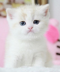 ���߼Ӱף���˾è �Լҷ������̻���è����