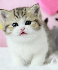 ���߼Ӱף���˾è �Լҷ������̻���è����