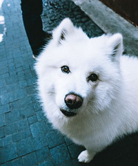 ������ô