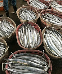 "东山岛海鲜,我只是大海的搬运工,野生青边中带鱼,清蒸绝对新鲜