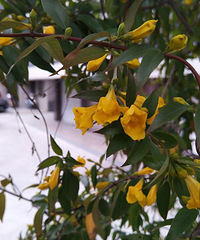 ����ʲô����