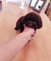 �ɰ���̩�ϱ���