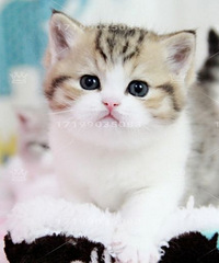 ���߼Ӱף���˾è �Լҷ������̻���è����