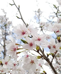 ·���ӱ�С��԰˳��������