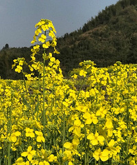 锦北街道龙马村油菜花开啦