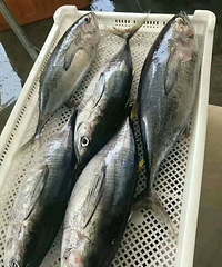 "东山岛海鲜,野生金枪鱼,香煎好吃,一条3~5斤。"