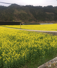 油菜花好美啊!找个时间来拍拍照片吧~