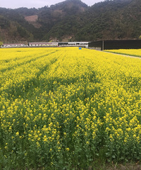 油菜花好美啊!找个时间来拍拍照片吧~