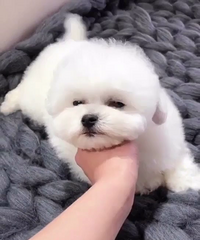 �����޵о޿ɰ���ˮ�ı���Ŷ����