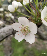 �������Ĵ�ɫ���һ��������һ�