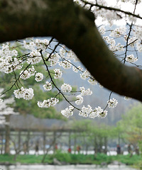 樱花季