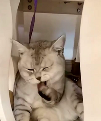 ���쵽������һ��ߣè��