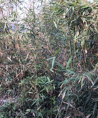 "香椿红了"