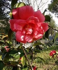 �������Ĵ�ɫ��+����÷��ƿɽ