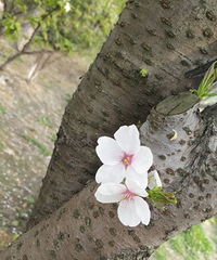 �������Ĵ�ɫ��